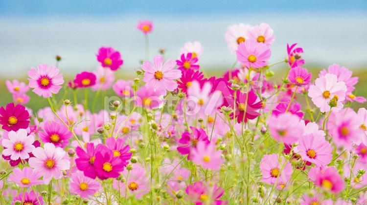 青空とピンクのコスモスの花畑 コスモス,鮮やか,青空の写真素材