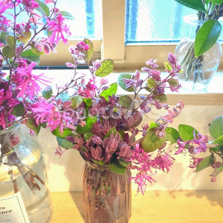 トキワマンサク　ピンク色の花　切り花　 トキワマンサク,ピンク色,花の写真素材