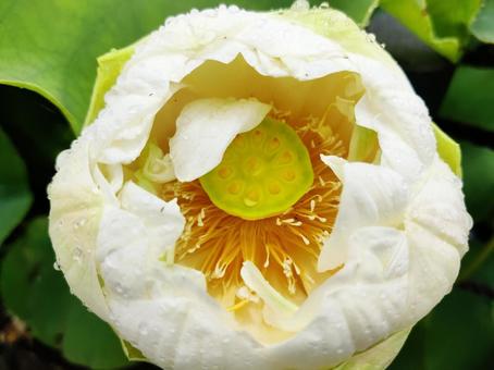 水滴を纏った白い蓮の花 蓮,ハス,花の写真素材