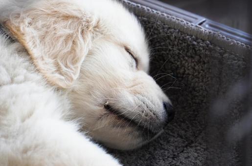 眠るゴールデンレトリバーの可愛い子犬 子犬,ゴールデンレトリバー,ペットの写真素材