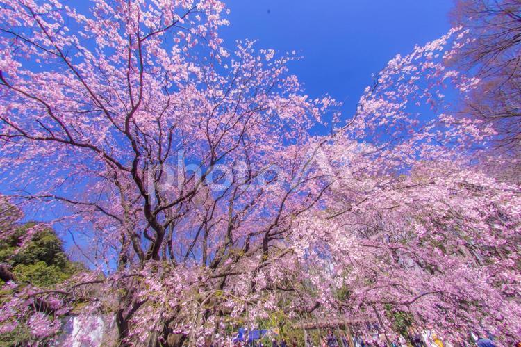 枝垂れ桜と晴天の青空 枝垂れ桜,青空,空の写真素材