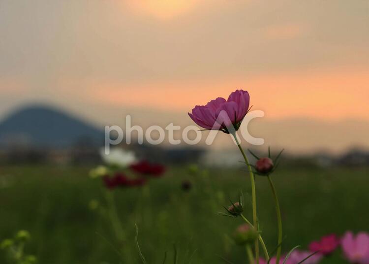 コスモスと夕焼け コスモス,花,自然の写真素材