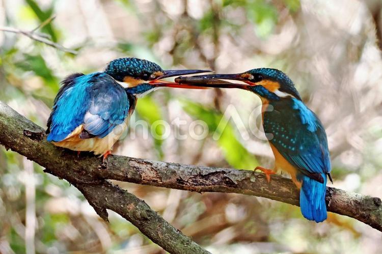メスに魚をプレゼント カワセミ,ペア,口移しの写真素材