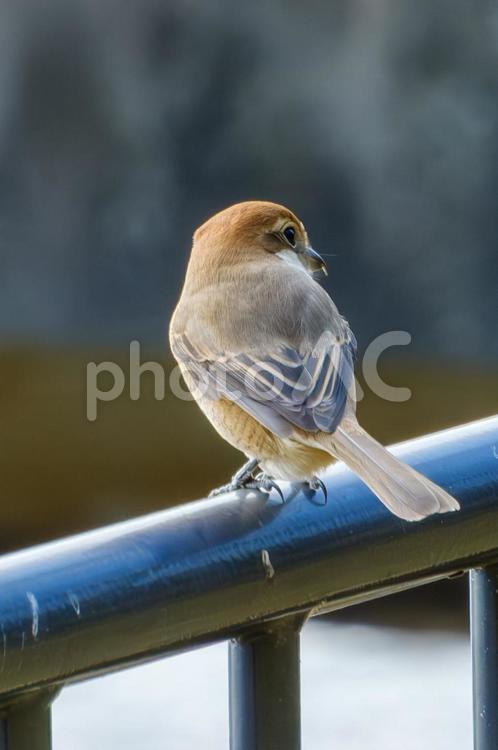 モズが佇む風景 モズ,鳥,枝の写真素材