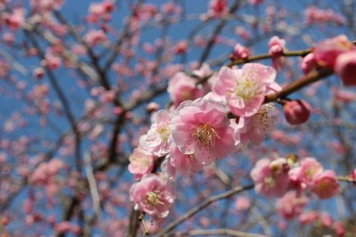 枝垂れ梅花 枝垂れ梅花の写真