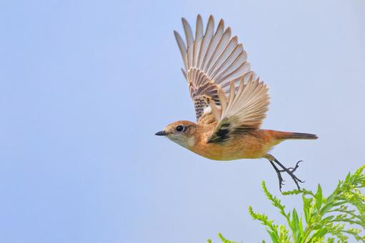 秋の空に飛んで行くノビタキ 秋の空に飛んで行くノビタキ ノビタキ,野鶲,冬羽の写真素材