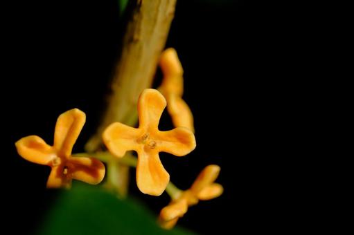 osmanthus, JPG