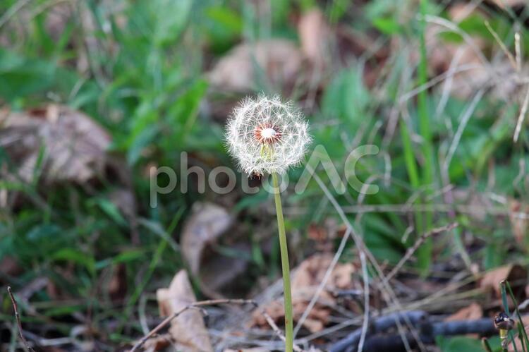 たんぽぽの綿毛 たんぽぽ,綿毛,ふわふわの写真素材