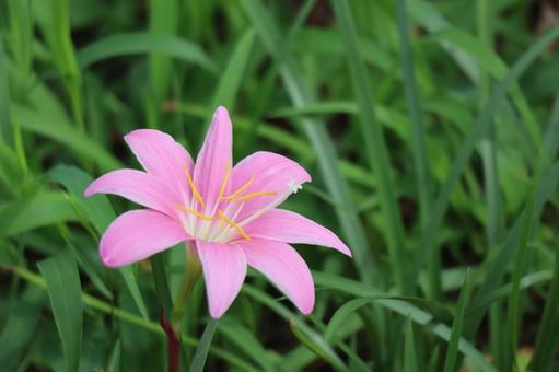 ピンクのサフランモドキの花のアップ ピンクのサフランモドキの花のアップの写真