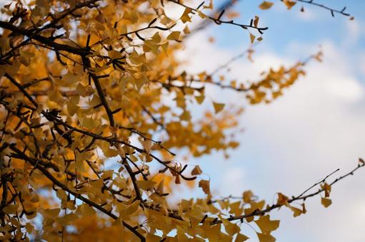 イチョウの木 イチョウ,銀杏,空の写真素材
