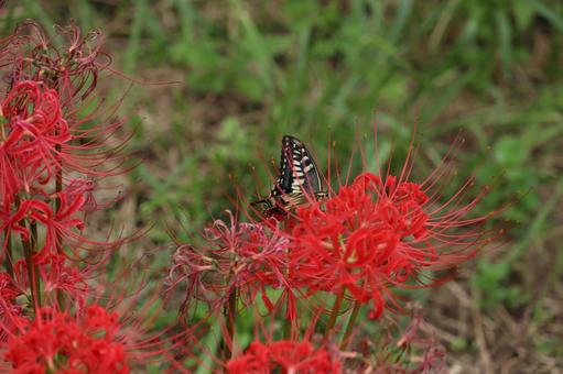 真っ赤な彼岸花に羽を休めるアゲハチョウ 真っ赤な彼岸花に羽を休めるアゲハチョウ アゲハチョウ,揚羽蝶,蝶の写真素材
