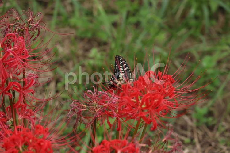 真っ赤な彼岸花に羽を休めるアゲハチョウ アゲハチョウ,揚羽蝶,蝶の写真素材