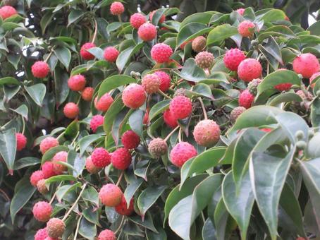 ヤマボウシの実  ０１０ ヤマボウシの実,果実,落葉高木の写真素材