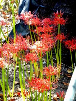 老木の根元に群生するヒガンバナ 老木の根元に群生するヒガンバナ ヒガンバナ,花,植物の写真素材