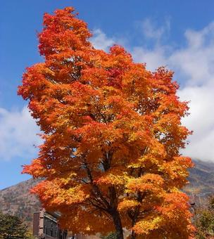 晴天の紅葉 晴天の紅葉の写真