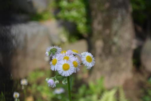 ハルジオンの写真