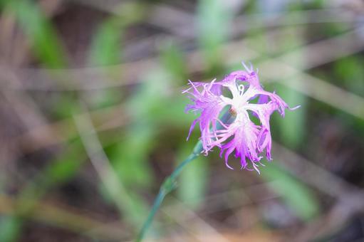 繊細な切れ込みが美しいカワラナデシコ カワラナデシコ,ナデシコ,花の写真素材