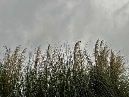 曇り空　植物 空,曇り空,道の写真素材