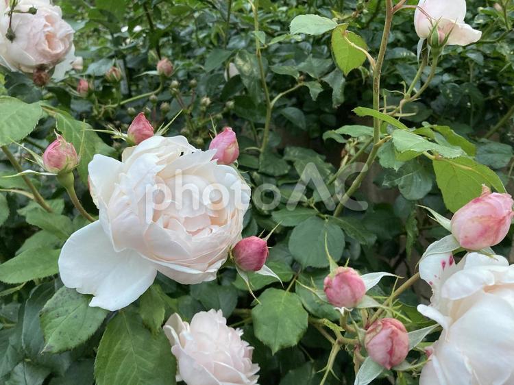 薔薇の花 薔薇,バラ,ばらの写真素材