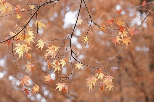 紅葉 紅葉の写真