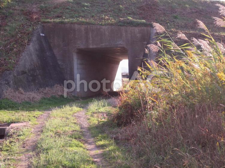 畑と田んぼの中の小道 自然,ススキ,小道の写真素材