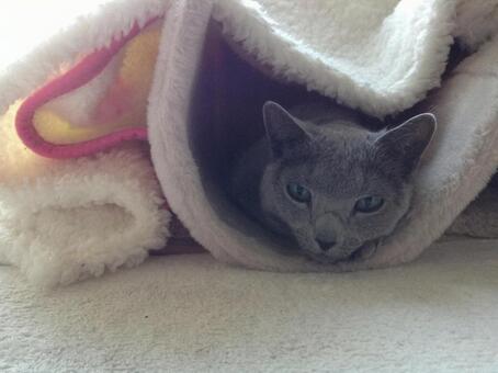 ロシアンブルー ネコ,ロシアンブルー,petの写真素材