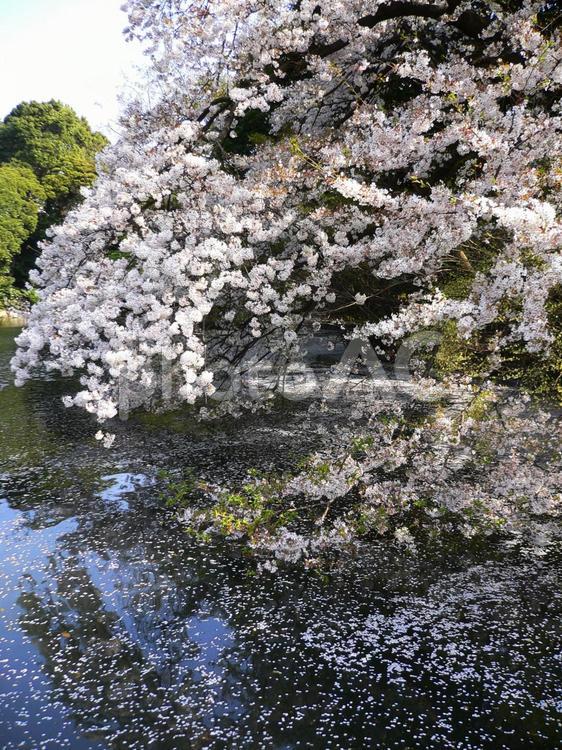 水面に浮かぶ桜の花びら 桜,サクラ,さくらの写真素材