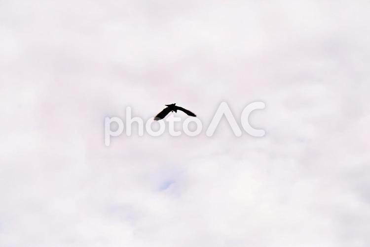 曇り空の下を舞うトンビ 秋空,トンビ,光の写真素材