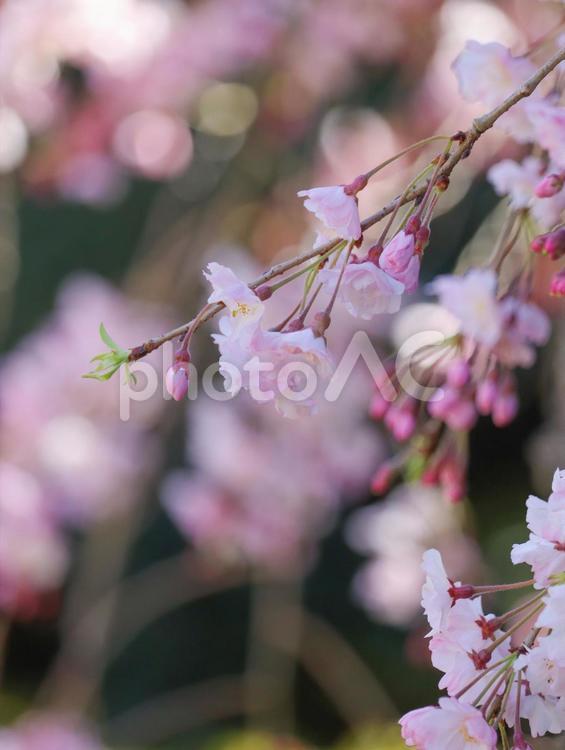 さくら 桜,サクラ,花の写真素材