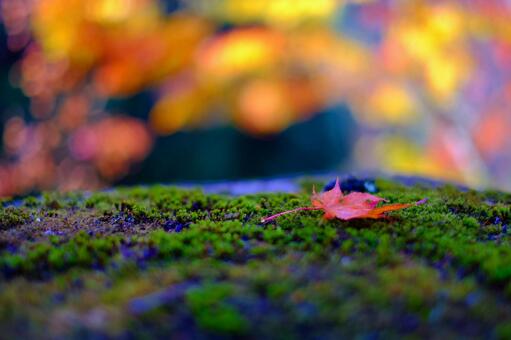 秋の紅葉 秋の紅葉の写真