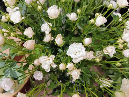 白いミニバラ 花,植物,白の写真素材