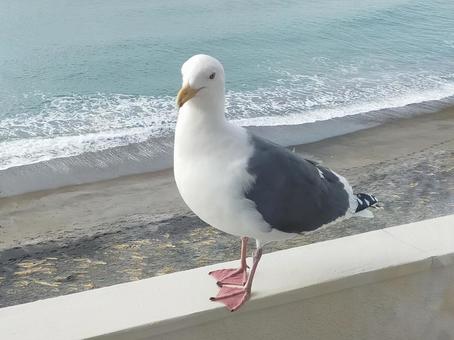 かもめと海1 カモメ,鳥,海の写真素材