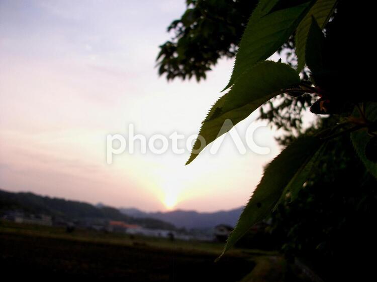 夕暮れと桜の葉 夕暮れ,夕空,遠景の写真素材