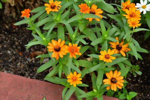 マーガレットの写真