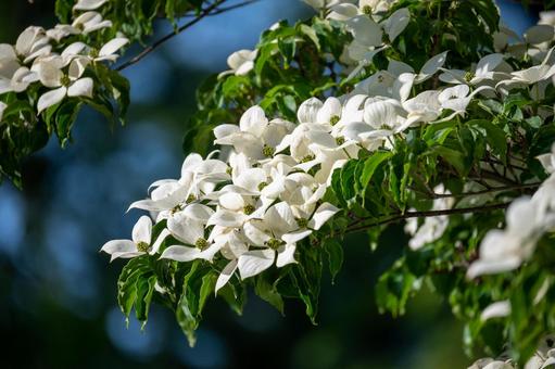 山法師(ヤマボウシ)の花 山法師(ヤマボウシ)の花の写真
