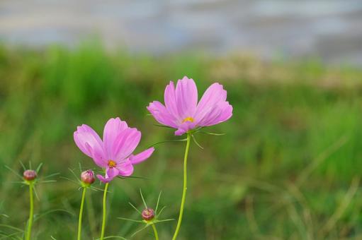 コスモスの花の写真