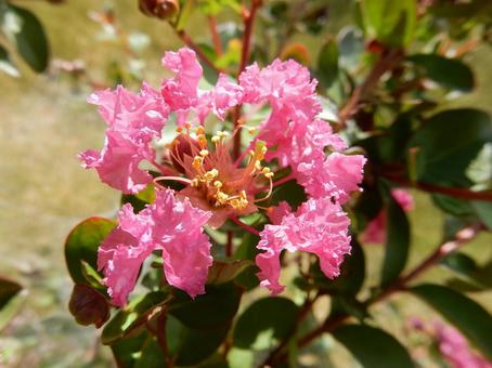 [Flower Photo] Pink Crape Myrtle, JPG