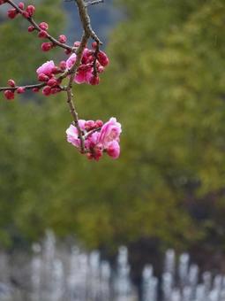枝先の梅 枝先の梅 梅,梅の花,春の写真素材