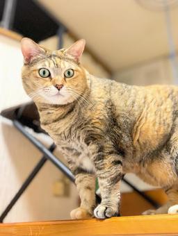 見下ろす上半身のキジ猫 見下ろす上半身のキジ猫 猫,見つめる,1匹の写真素材