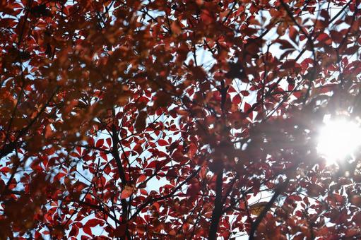 紅葉と木漏れ日の写真