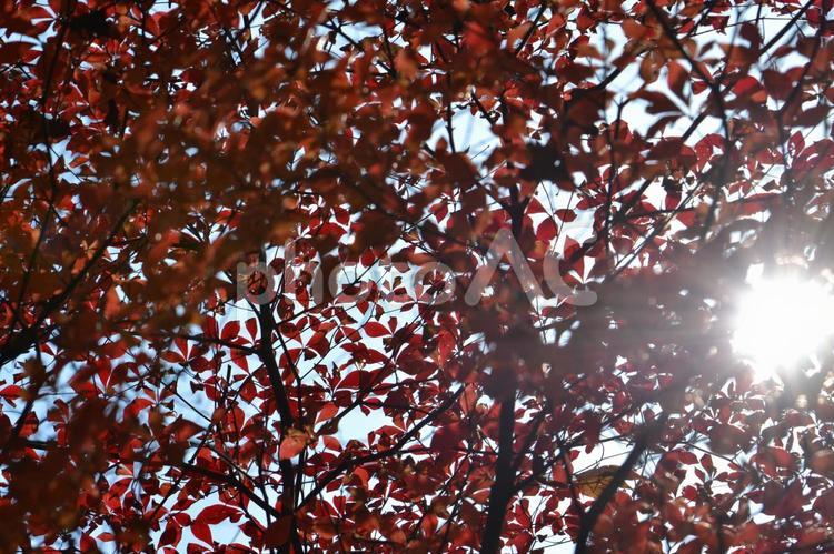 紅葉と木漏れ日 自然,綺麗,樹の写真素材
