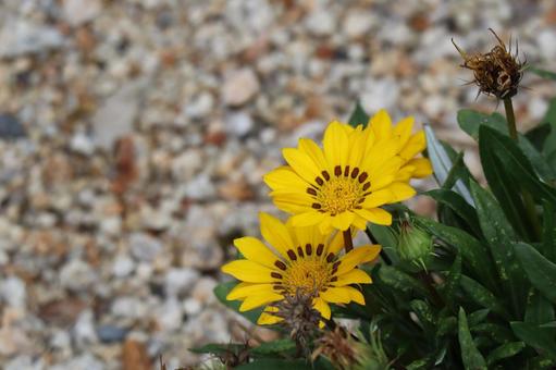 黄色い花びらのジャノメクンショウギクの花 黄色い,花びら,ジャノメクンショウギクの写真素材