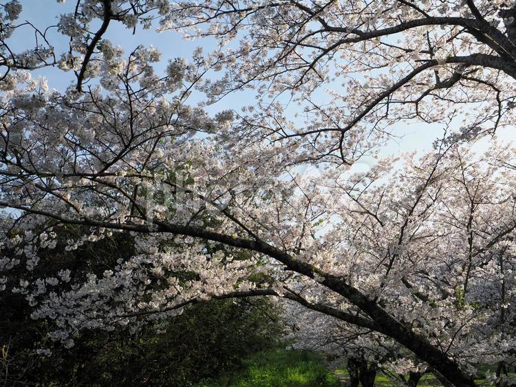 桜の木のある風景 さくら,桜,サクラの写真素材