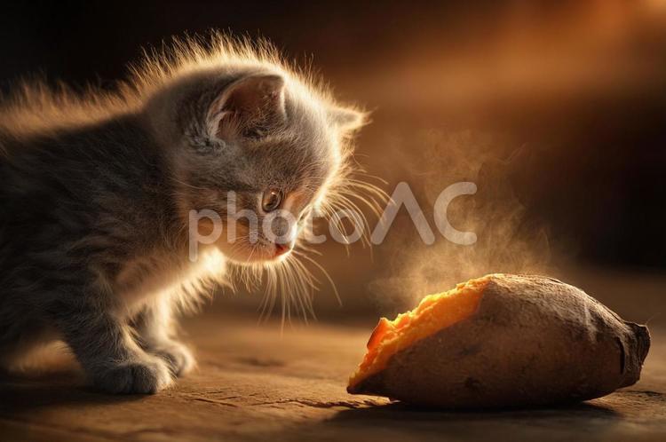 焼き芋との遭遇！！ 猫,焼き芋,動物の写真素材