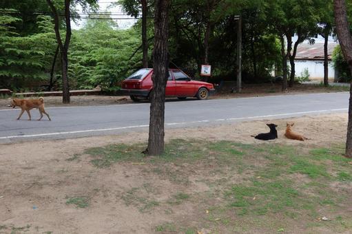アユタヤ県の犬 タイ,ワット・マハタート,アユタヤの写真素材