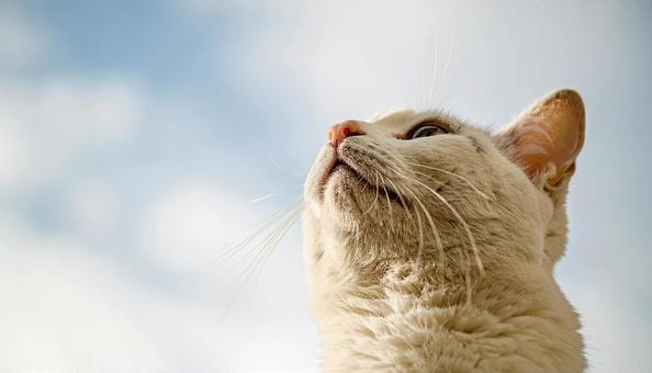 空を見上げる気持ちよさそうな猫 空を見上げる気持ちよさそうな猫の写真