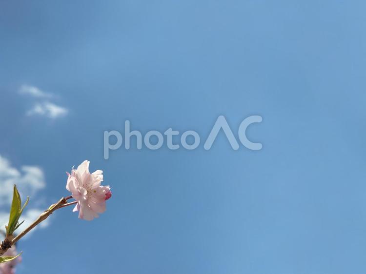 フレーム　青空と桜 桜,青空,4月の写真素材