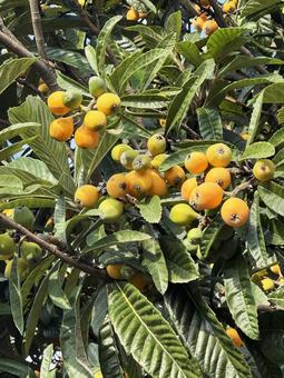 琵琶 琵琶,果実,初夏の写真素材