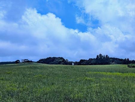 牧草地 牧草地の写真
