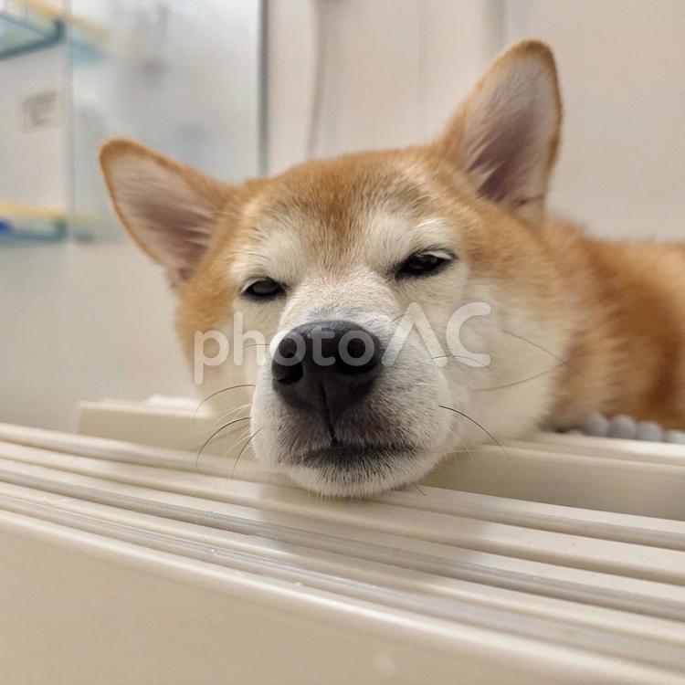 お風呂でまったりくつろぐ柴犬 柴犬,しばいぬ,shibaの写真素材